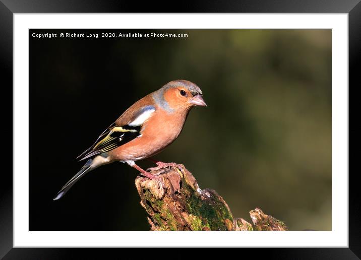 Male Chaffinch Framed Mounted Print by Richard Long
