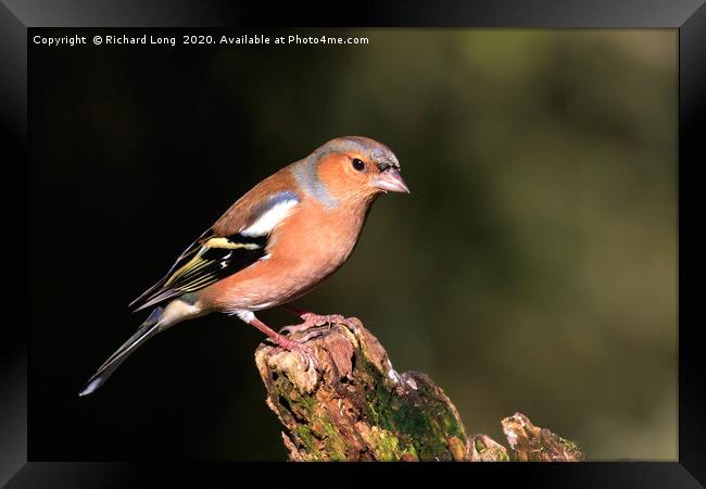 Male Chaffinch Framed Print by Richard Long
