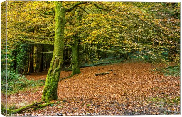 Beech Tree woodland in Autumn Canvas Print by Nick Jenkins