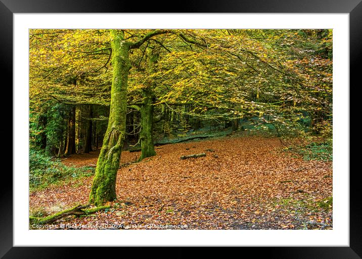 Beech Tree woodland in Autumn Framed Mounted Print by Nick Jenkins