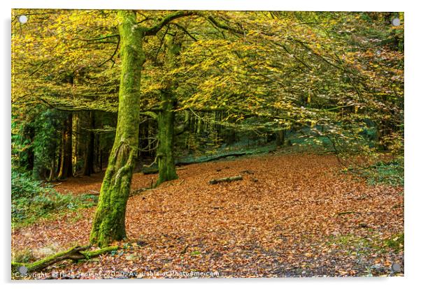 Beech Tree woodland in Autumn Acrylic by Nick Jenkins