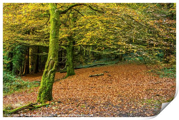 Beech Tree woodland in Autumn Print by Nick Jenkins