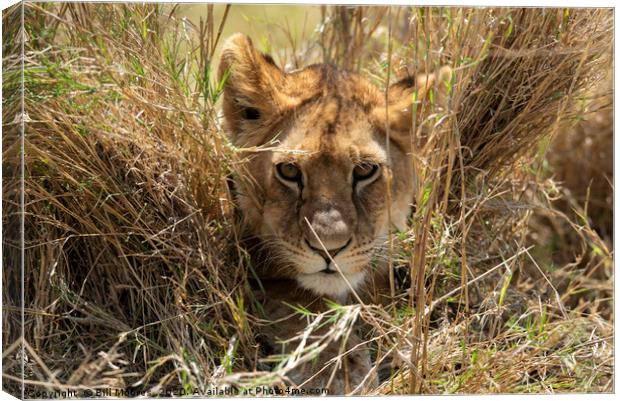 Peeping Lion Canvas Print by Bill Moores