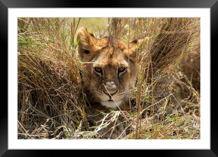 Peeping Lion Framed Mounted Print by Bill Moores