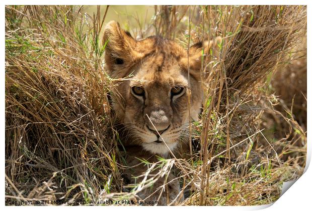 Peeping Lion Print by Bill Moores