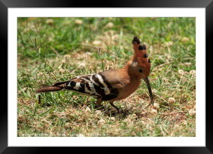 Crested Hoopoe Framed Mounted Print by Bill Moores