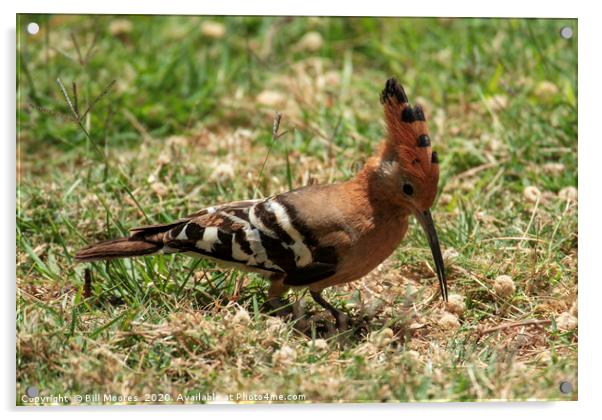 Crested Hoopoe Acrylic by Bill Moores