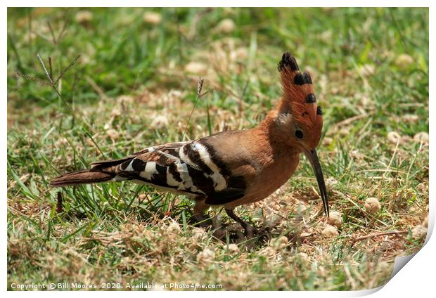 Crested Hoopoe Print by Bill Moores