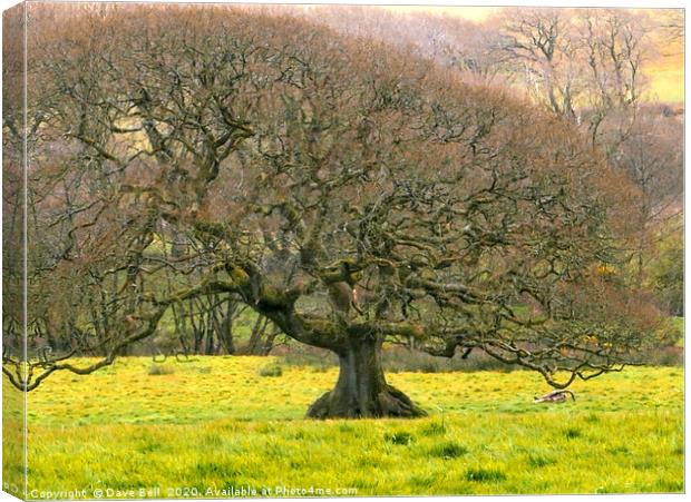 Beautiful Oak Canvas Print by Dave Bell