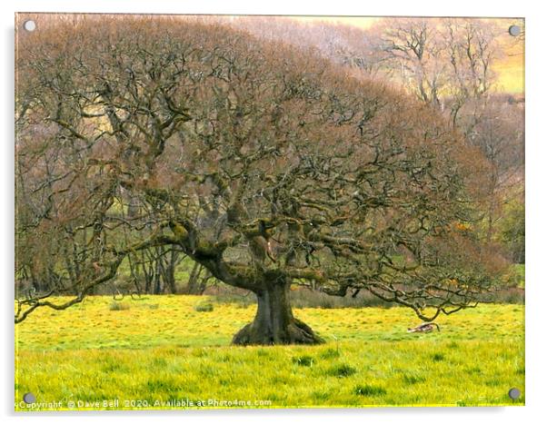 Beautiful Oak Acrylic by Dave Bell