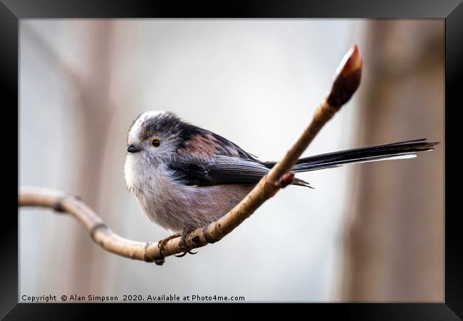 Long Tailed Tit Framed Print by Alan Simpson