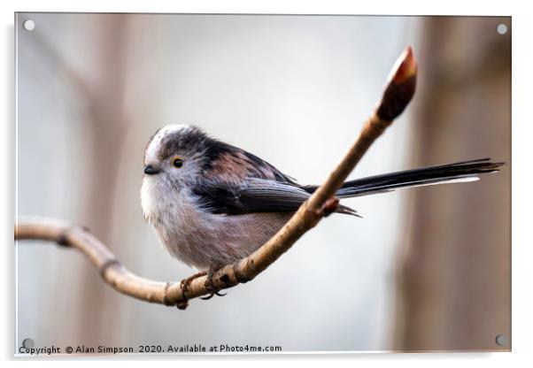 Long Tailed Tit Acrylic by Alan Simpson