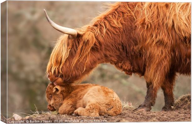 Highland Cattle Mother and Calf Canvas Print by Barbara Jones