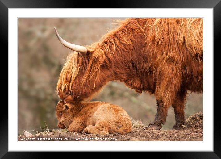 Highland Cattle Mother and Calf Framed Mounted Print by Barbara Jones