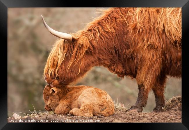 Highland Cattle Mother and Calf Framed Print by Barbara Jones