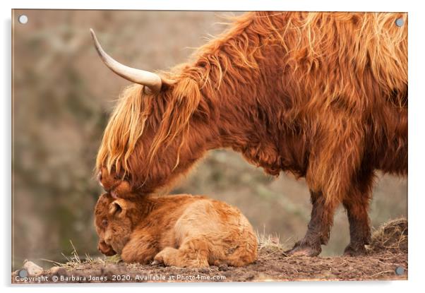 Highland Cattle Mother and Calf Acrylic by Barbara Jones
