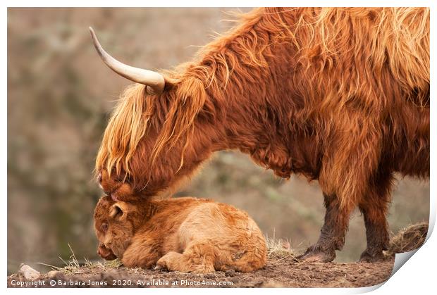 Highland Cattle Mother and Calf Print by Barbara Jones