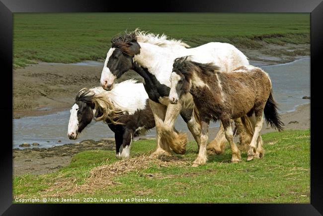 Heavy Horses at Penclawdd on Gower  Framed Print by Nick Jenkins