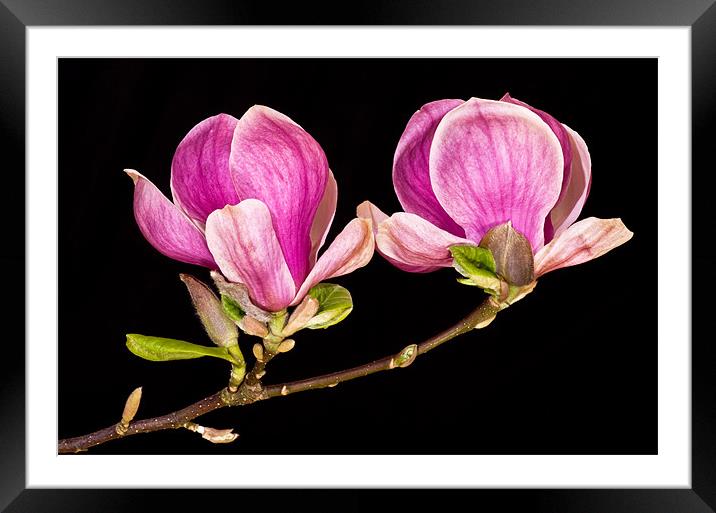 Magnolia blooms Framed Mounted Print by Pete Hemington