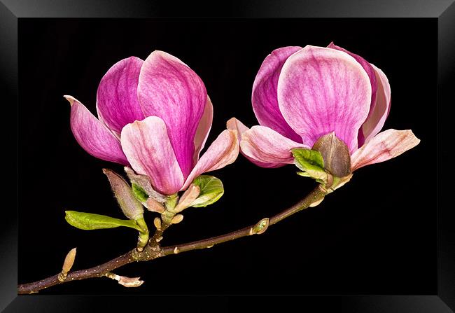 Magnolia blooms Framed Print by Pete Hemington