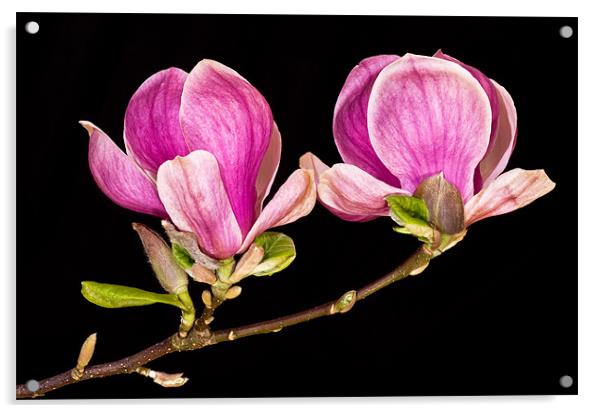 Magnolia blooms Acrylic by Pete Hemington