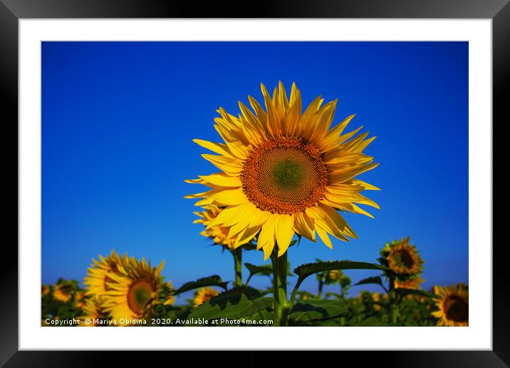 Sunflowers Framed Mounted Print by Mariya Obidina