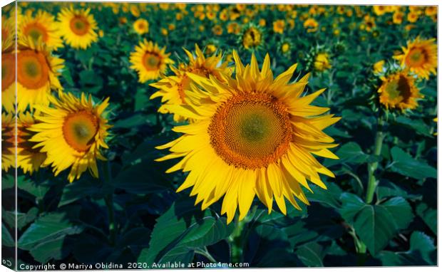 Field of sunflowers Canvas Print by Mariya Obidina