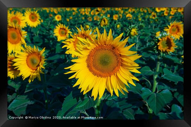 Field of sunflowers Framed Print by Mariya Obidina