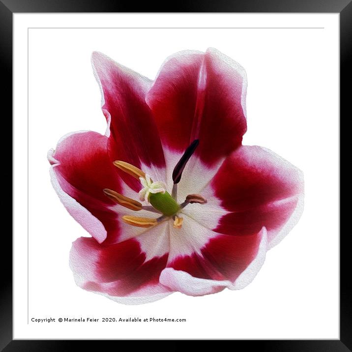 Deep red tulip Framed Mounted Print by Marinela Feier
