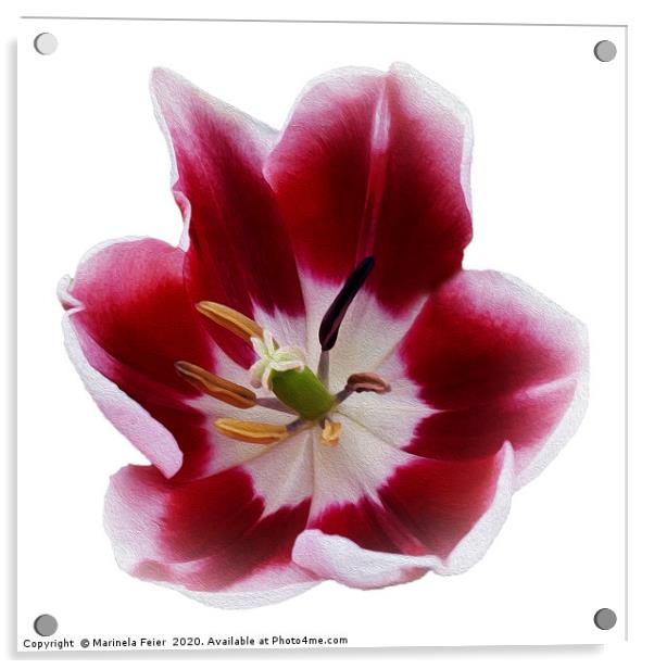 Deep red tulip Acrylic by Marinela Feier