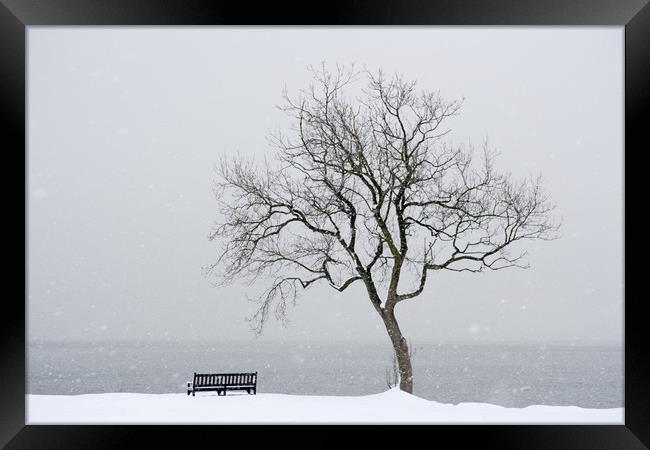 Winter tree Framed Print by Richard Newton
