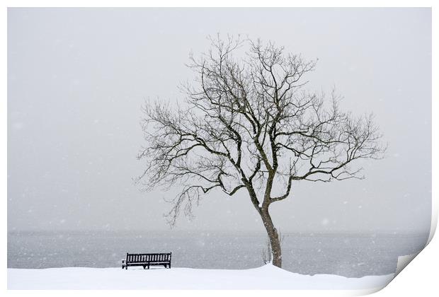 Winter tree Print by Richard Newton