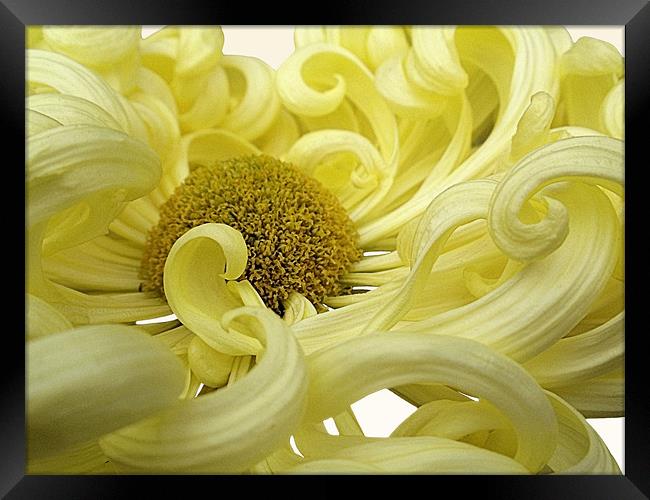 Yellow Chrysanthemum Framed Print by Nicola Hawkes