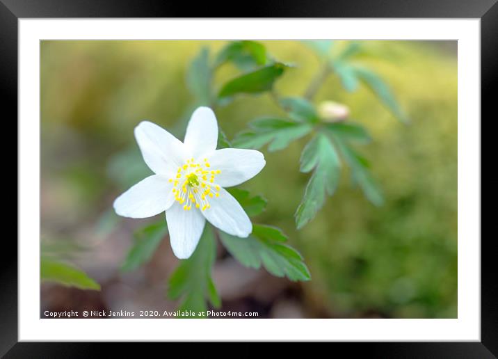 Wood Anemone in a Spring Woodland Close up Framed Mounted Print by Nick Jenkins