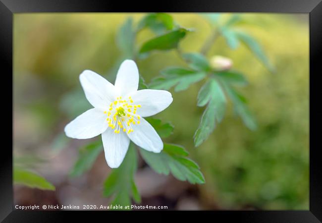 Wood Anemone in a Spring Woodland Close up Framed Print by Nick Jenkins