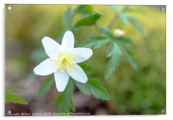 Wood Anemone in a Spring Woodland Close up Acrylic by Nick Jenkins