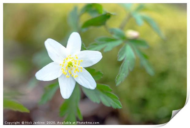 Wood Anemone in a Spring Woodland Close up Print by Nick Jenkins