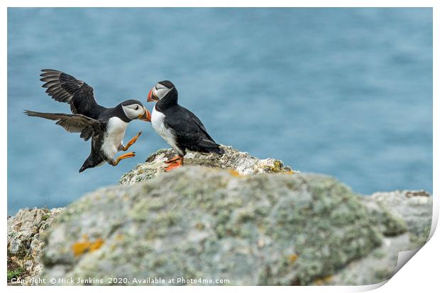 Puffins flying and sitting on rock Skomer Print by Nick Jenkins
