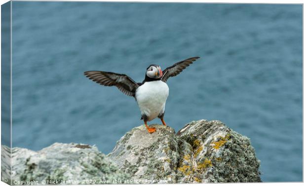 Puffin Stretching its wings on Skomer Canvas Print by Nick Jenkins