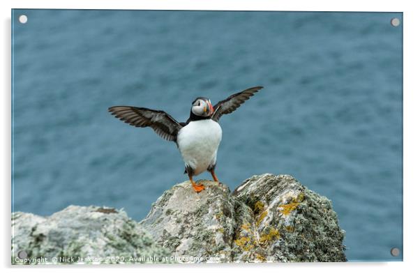 Puffin Stretching its wings on Skomer Acrylic by Nick Jenkins