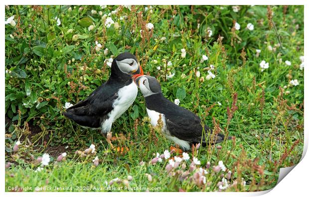 Puffins on a cliff Skomer Island Print by Nick Jenkins