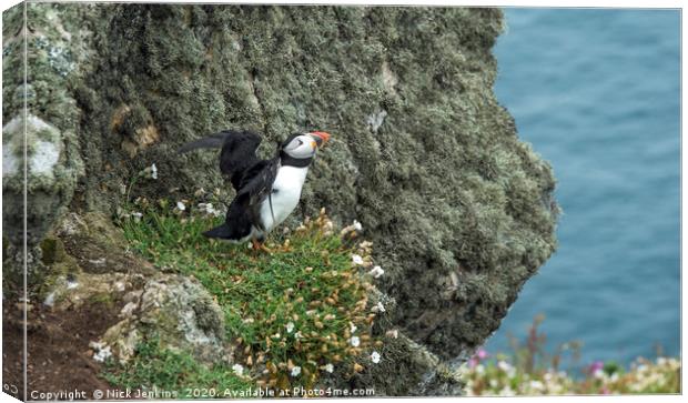 Puffin on a cliff on Skomer spreading its wings Canvas Print by Nick Jenkins