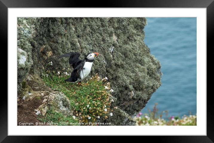 Puffin on a cliff on Skomer spreading its wings Framed Mounted Print by Nick Jenkins