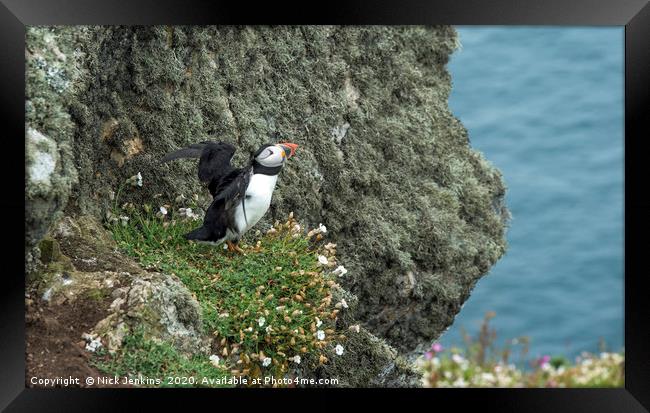 Puffin on a cliff on Skomer spreading its wings Framed Print by Nick Jenkins