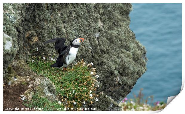 Puffin on a cliff on Skomer spreading its wings Print by Nick Jenkins