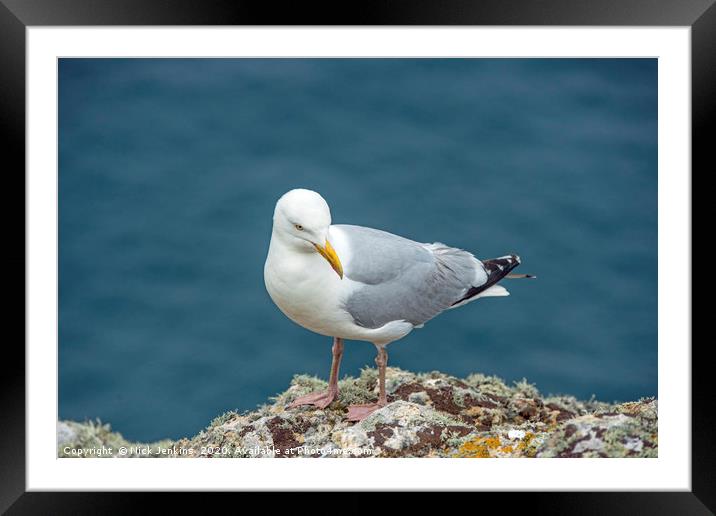 Herring Gull on Skomer Island Clifftop  Framed Mounted Print by Nick Jenkins