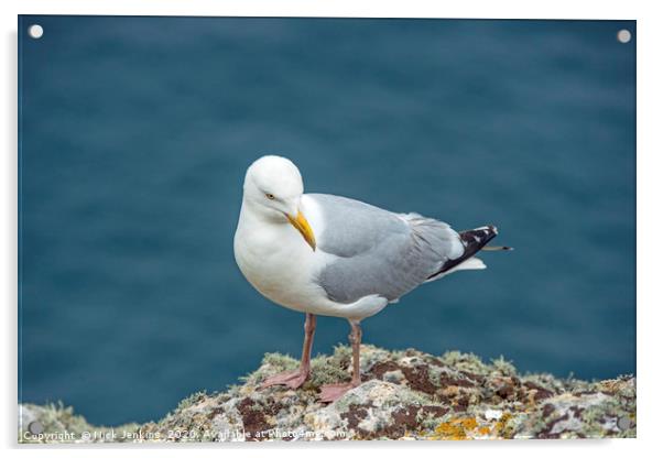 Herring Gull on Skomer Island Clifftop  Acrylic by Nick Jenkins