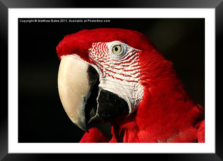 Red Macaw Framed Mounted Print by Matthew Bates