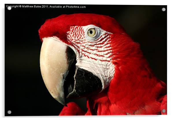 Red Macaw Acrylic by Matthew Bates