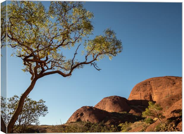 Valley of the Wind, Kata Tjuta in the morning sun  Canvas Print by Sophie Shoults